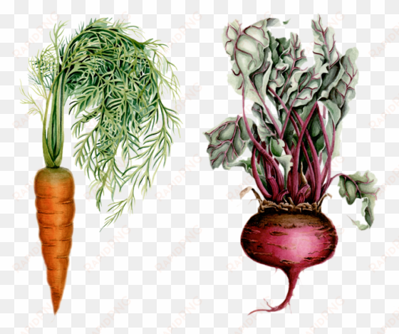clip art library download beet drawing watercolor - illustration