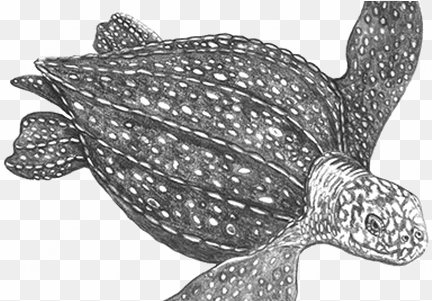 clip art library drawing turtle leatherback - leatherback sea turtle png