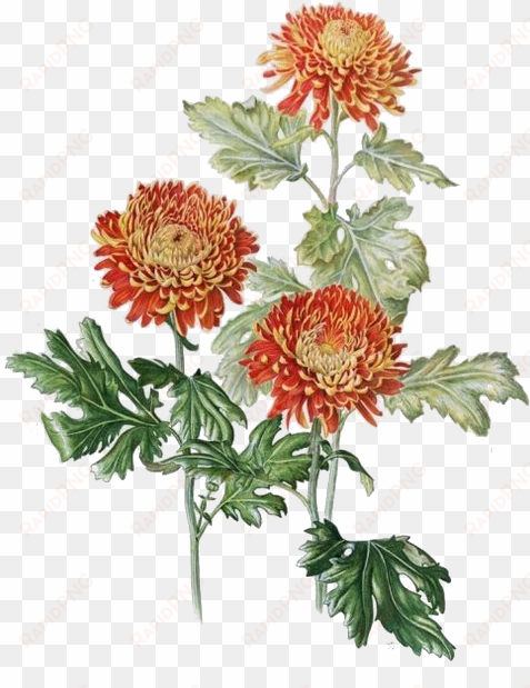 clip art library xd grandiflorum watercolor painting - chrysanthemum botanical illustration