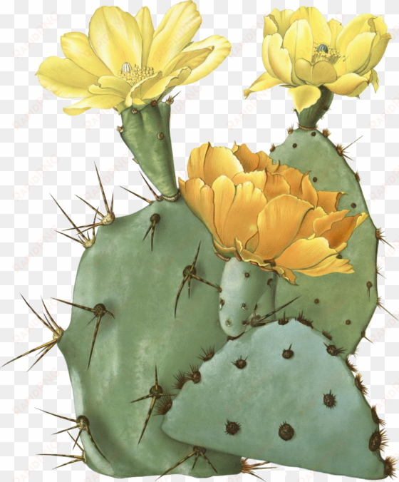 clip art royalty free stock opuntia laevis spineless - prickly pear cactus transparent