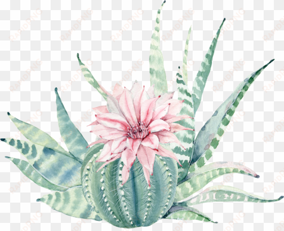 clip art transparent download plant painting canvas - watercolor succulent flower png