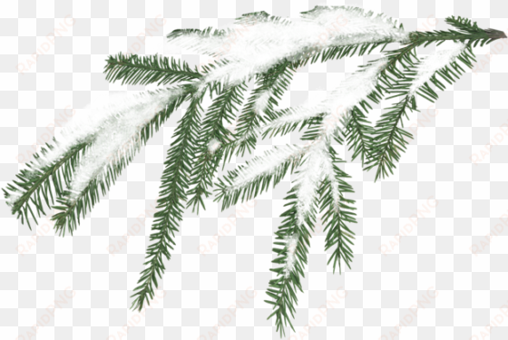 clip art transparent stock miscellaneous pinebranchpng - snowy pine branch png