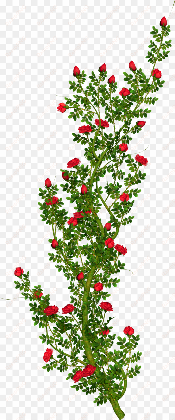 clip arts related to - red rose bush png