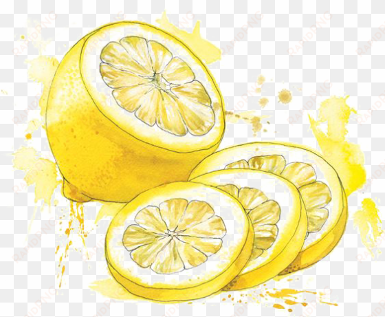 clip download painting food illustration lemon transprent - watercolor painting