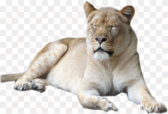 clip freeuse library female lion stock by sherubichan - female lion image transparent