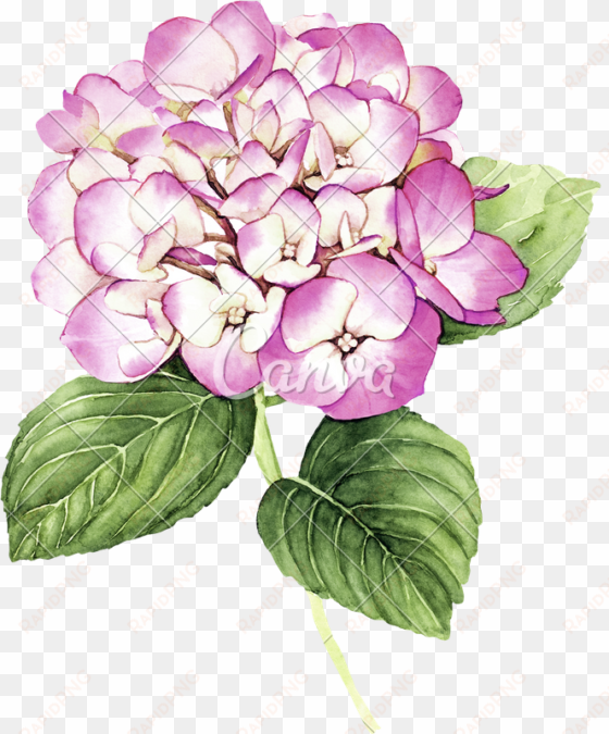 clip freeuse library with pink hydrangea flower photos - hydrangea watercolor - dictionary art print