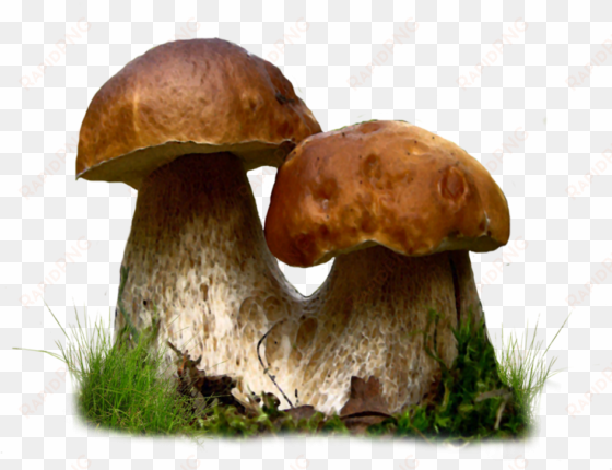 clip library stock fungi drawing realistic - mushroom png