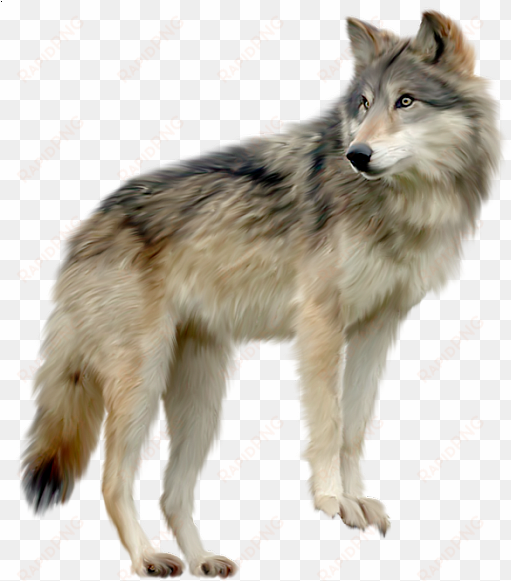 clip library wolf a d o r b l - wolf transparent background