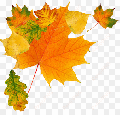 clip transparent download autumn leaves clipart transparent - autumn leaves png free