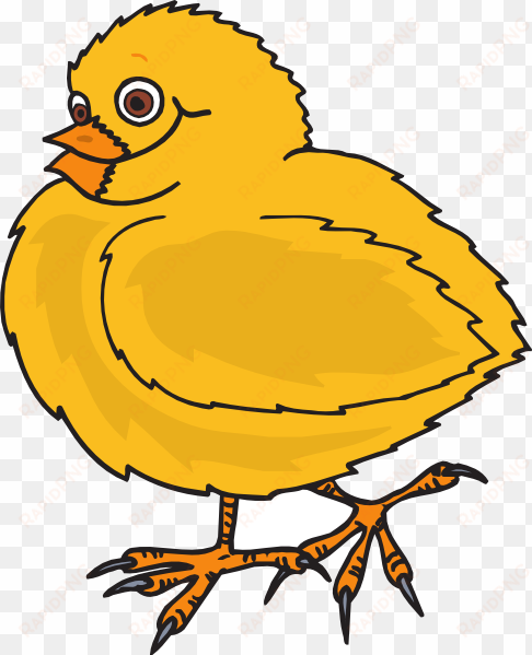 clipart baby chick - con gà con lông vàng
