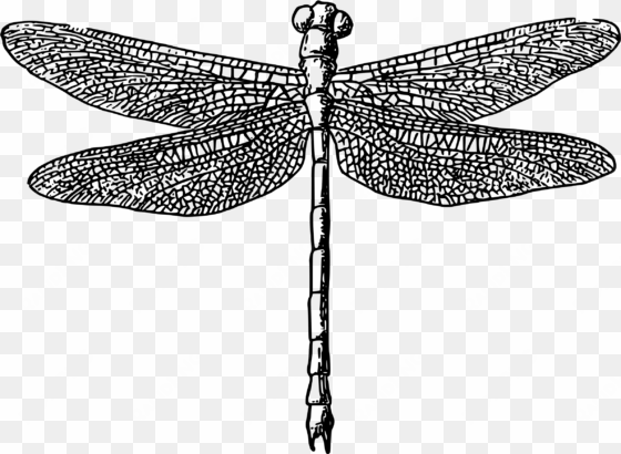 clipart - black and white dragonfly png