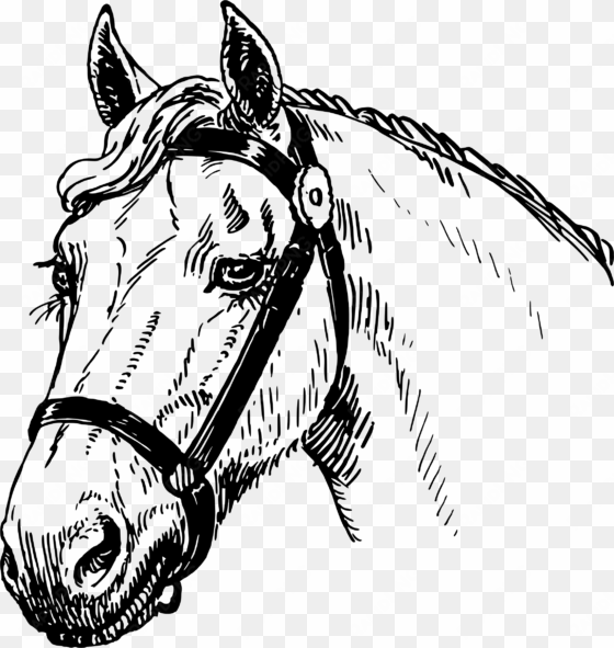 clipart black and white library big image png - horse head drawing png