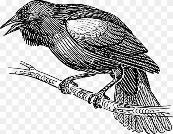 Clipart Black Bird Line Drawing Pictures Www Picturesboss - Bird Black And White Drawing transparent png image