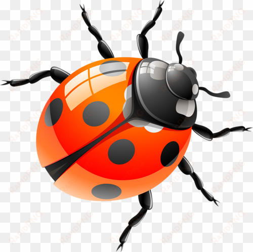 clipart images - red ladybird