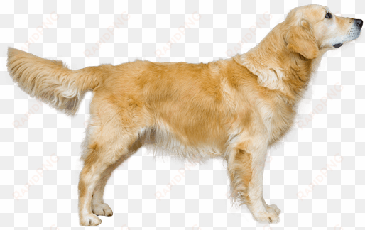 clipart library library dog breed facts and information - golden retriever png