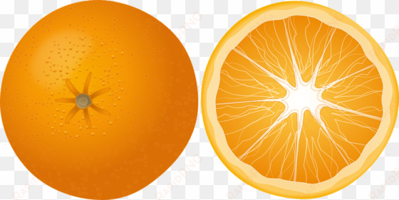 clipart of citrus fruit background vector - transparent image orange