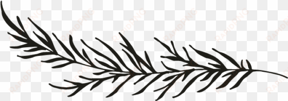 clipart resolution 696*696 - black and white pine branch png