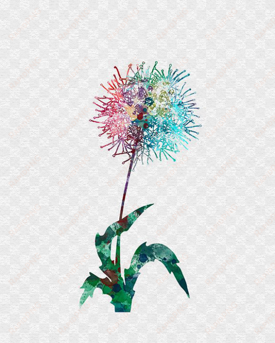 clipart transparent stock dandelions drawing watercolor - dandelion watercolor