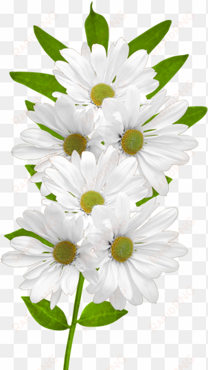 clipart wild flower for free download - desenli keçeler beyaz papatya demeti desenli keçe aplike