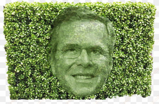 clipper next bush hedge jeb bush - hedge