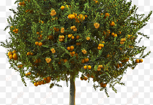clorose variegada dos citros ou amarelinho, xylella - gospel of adam [book]