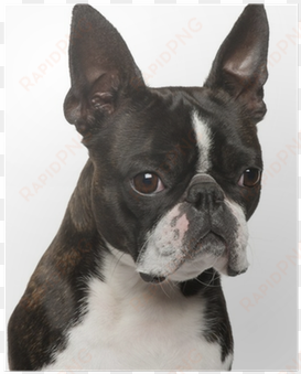 close-up of boston terrier, 1 year old poster • pixers® - nasal dog