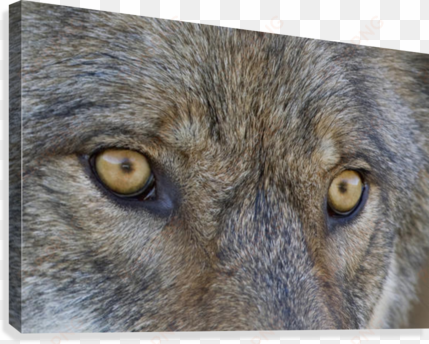 close up of face and eyes of a gray wolf, denal national - posterazzi close up of face and eyes