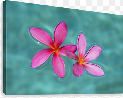 close-up of pink plumeria flowers in water - close-up of pink plumeria flowers in water; maui, hawaii,
