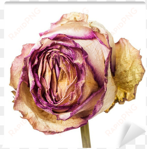 closeup of withered and dried pink and yellow rose - yellow