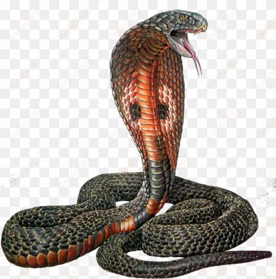 cobra vector snake plissken - serpent cobra