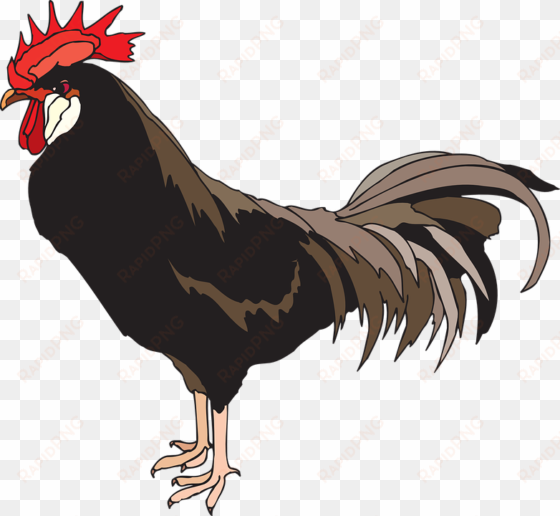 cock png images - moubray on breeding, rearing and fattening all kinds