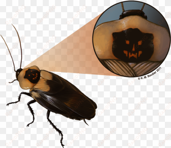 Cockroach Drawing Cute - Cockroach transparent png image