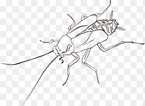 cockroach drawing insect wing pest - cockroach black and white clipart