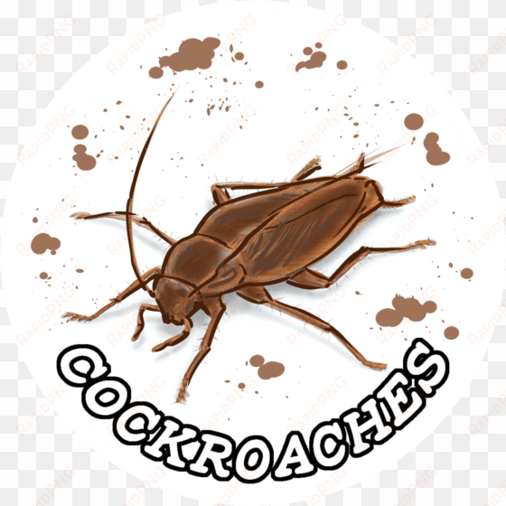 cockroaches named variant - weevil