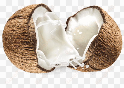 coconut - cha's organics light organic coconut milk