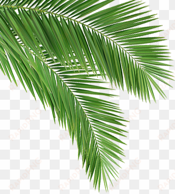 coconut leaf png - coconut tree leaves png