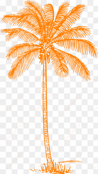 coconut tree pencil drawing
