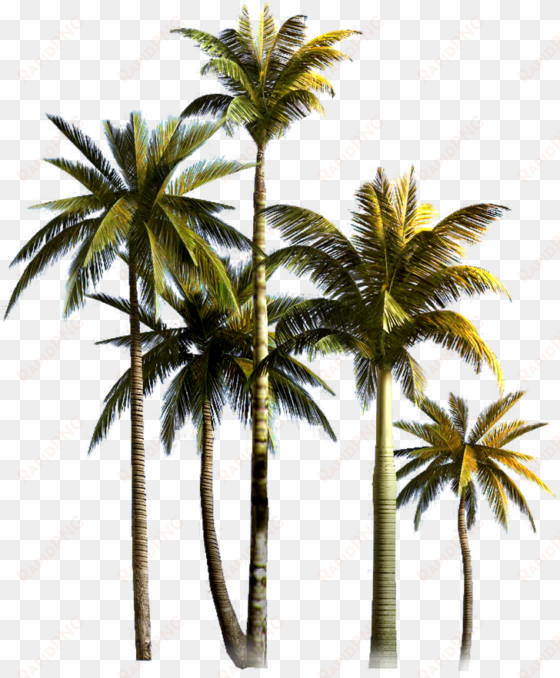 coconut tree png background image - png format coconut tree png