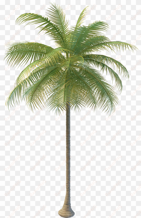 coconut tree png images