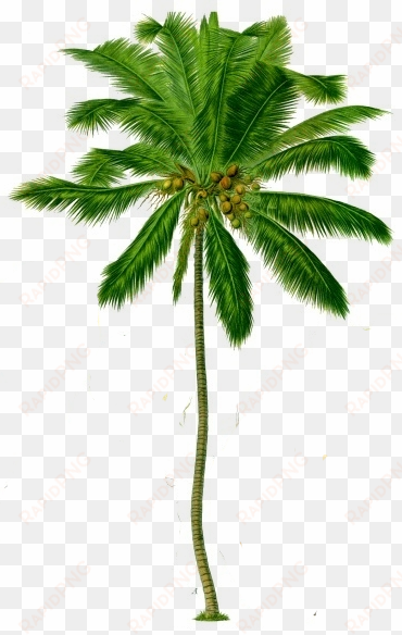 coconut tree png transparent background - coconut tree image png