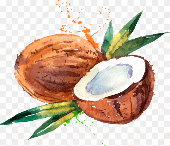 coconut water coconut milk watercolor painting - watercolor coconut