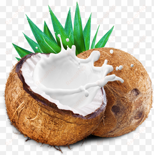 coconut with coconut milk splash - leite de coco em po pura vida