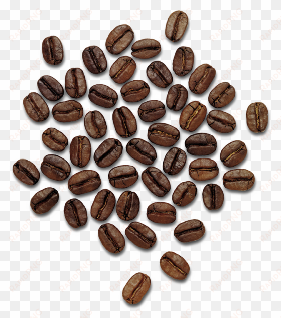 coffee beans png image - dolce gabbana the only one