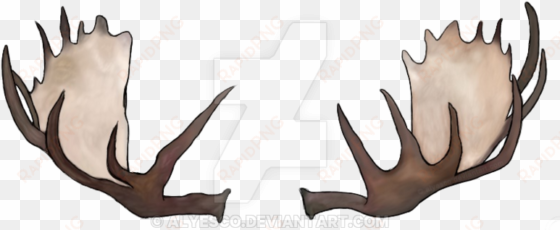 collection of antlers - moose antler drawing