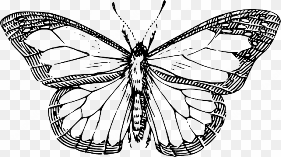 Collection Of Free Butterflies Drawing Skeleton Download - Line Drawing Of A Butterfly transparent png image
