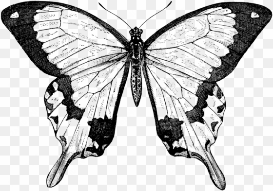 collection of free butterfly drawing nature download - butterfly black and white victorian prints
