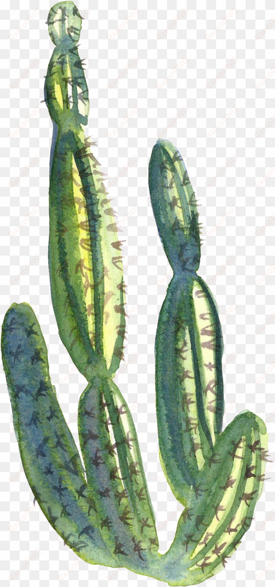 collection of free cactus transparent water paint download - watercolor painting
