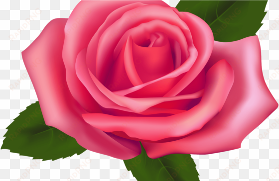 collection of free rose vector transparent background - rose clipart