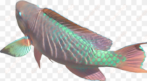 collection of free transparent fish vaporwave download - aesthetic fish