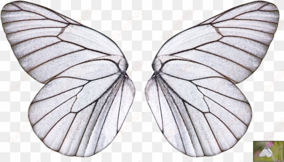 collection of free wings transparent butterfly download - butterfly wings transparent background